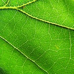 leaf vein