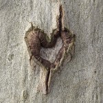 Heart carved on a Tree