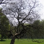 gnarled tree