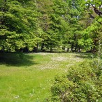 meadow in Cottbus
