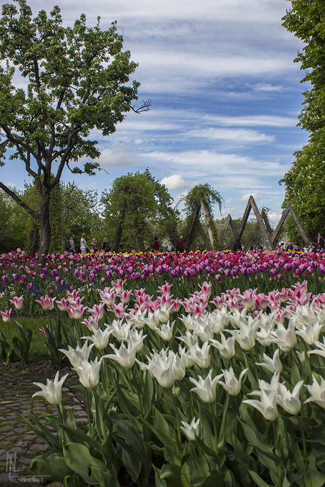 Tulipan - Britzer Garten 2013